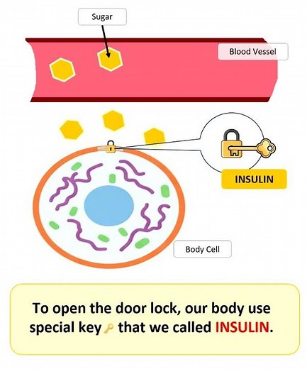 Simple Animation - How Insulin Works.
