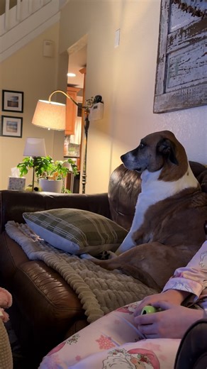 Pascal is obsessed with his Grandpa 😂 #pascal #dog #dogsoftiktok #love #grandpa