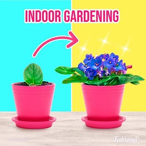892K views · 7.4K reactions | Indoor gardening 朗 This is how to root and grow flowers & plants at home! | MetDaan DIY | Facebook