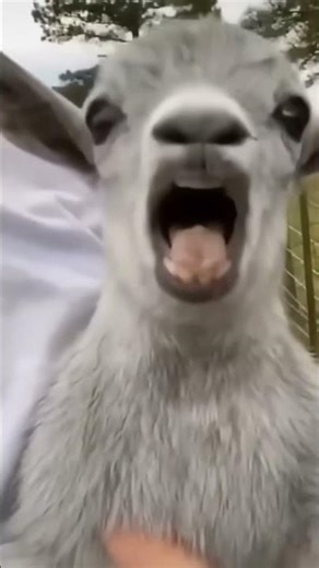 The Funniest Animal Fails You'll See Today #funnyvideos #animals #shorts #yt #fyp #viral