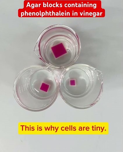 A demo of surface area to volume with agar blocks. #science #stem #osmosis