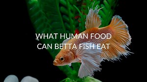What Human Food Can Betta's Eat (& What To Avoid)
