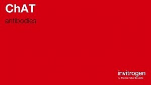 ChAT antibodies from Thermo Fisher Scientific