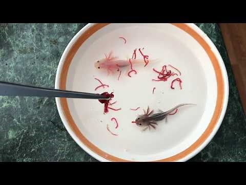 Feeding the baby axolotls