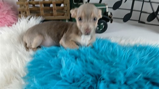 Chihuahua puppy for sale