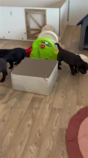 “Meet my Labrador puppy 🐾💛 Full of love, energy, and nonstop tail wags. Every day feels brighter with this little bundle of joy running around, stealing hearts, and reminding me that happiness really does have four paws 🐕✨ #LabradorPuppy #whitelabrador #americanlabrador #CuteDogs” #creatorsearchinsights