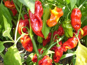 Poivron : semis, culture, récolte