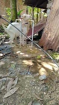 "Bath Time for Our Dairy Goat Mom | Goat Care Routine"#goat happy