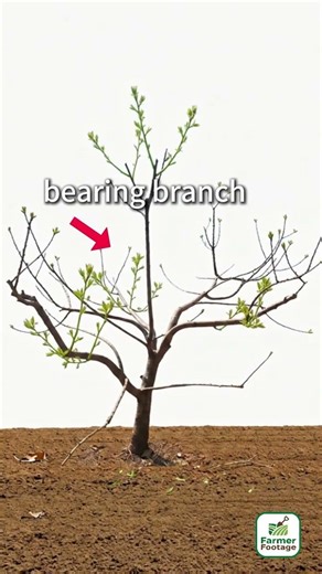 Increase fruit tree yield by layering branches