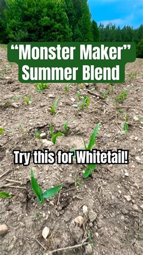 Plant these 5 Crops for the PERFECT Whitetail Food Plot #farming #deerhunting #diy #shorts #fypシ