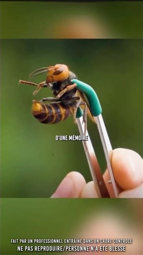 👀 Giant Asian hornets…