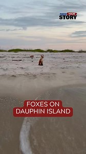 CUTE! 🦊 Foxes at the beach on Dauphin Island 🏖️ 📹: John Michael Faggard #fox #beach #dauphinisland #yourstory | FOX10 News