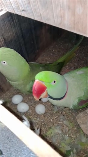 Fresh Raw #parrot Breeding Progress with fertile eggs