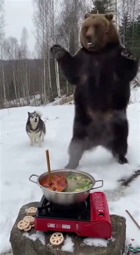 Outdoor Scene of Bear Eating Hot Pot and Dancing Due to Dog Bark