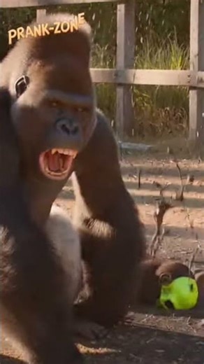Chimp Wears SKULL Mask & Gets TACKLED By Gorilla! 💀🦍