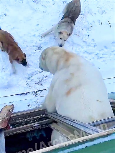 #bear #bearsoftiktok #polarbear #whitebear #dogs