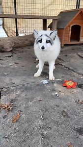 28K views · 2.3K reactions | We asked Fiona what her New Year’s...