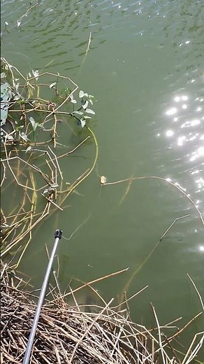 freetime #fishing #fish #shortvideo