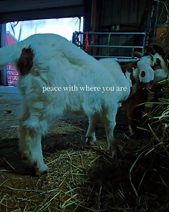 3.3K views · 76 reactions | Our Frannie & Frankin We have 1...