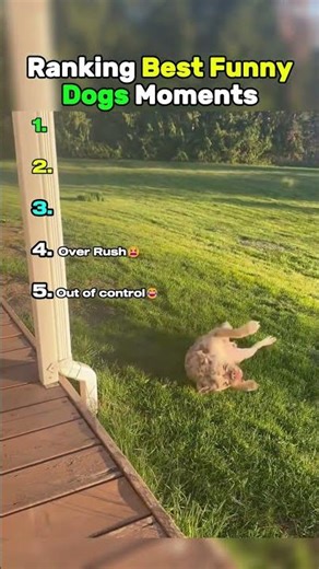 Ranking Best Funny Dogs Moments