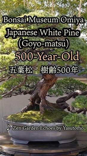 500-Year-Old Japanese White Pine "Chiyo-no-matsu"大宮盆栽美術館 樹齢500年 五葉松「千代の松」