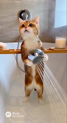 Cat taking a bath using a high-tech wireless showerhead🛁😻 #catlovers #funnycats #catlovers #pets