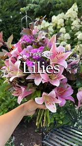 1.3K views · 21 reactions | ✨Lilies come in many different stunning varieties. From vibrant Asiatic lilies to fragrant Oriental blooms, these beauties come in so many breathtaking varieties. Which one is your favorite? | Longfield Gardens | Facebook