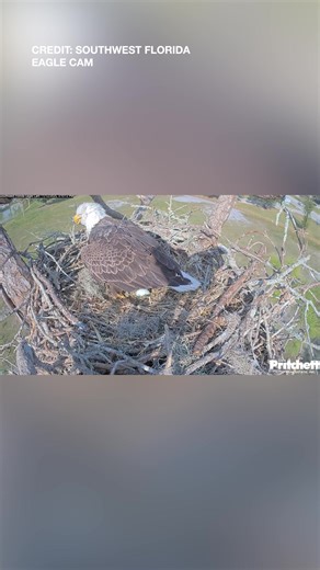 1ST EGG! 🦅 The first egg of the season was spotted in the nest of famous Florida eagles M15 and F23. https://www.wfla.com/news/florida/famous-southwest-florida-eagles-welcome-1st-egg-of-the-season/ | WFLA News Channel 8