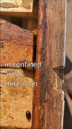 Managing Small Hive Beetles in a Layens Beehive #honeybees #beekeeping #beehive #beekeeperslife