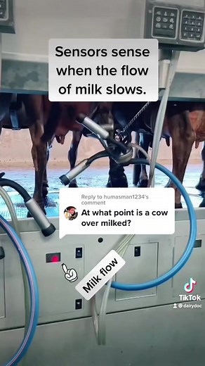 Dairy Cow Milking: How Much Milk is Too Much?