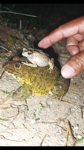 Funniest frogs' jumping moments🐸😁#frog #funny #animals #shorts