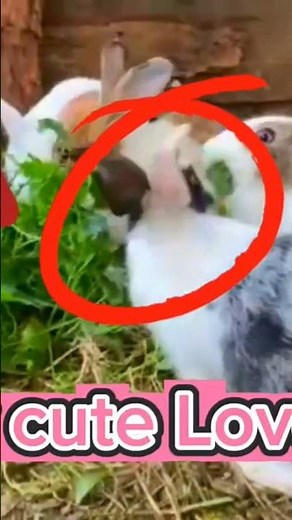 Tips for adopting a rabbit from a rescue