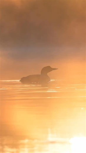 Loon wails in the mist … an eagle was above in the tree. | Ray Yeager - RTY Photography