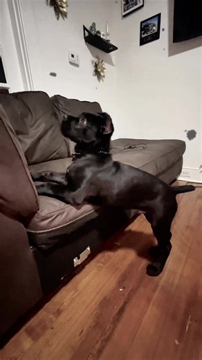 Cane Corso Italiano: Un Cucciolo di 3 Mesi