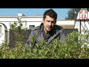 How to grow Buddleja Buzz®