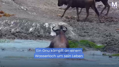 Krokodil greift an Wasserloch an – Gnu entkommt Todesrolle