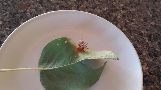 Ask an expert: Options are few for pear tree with trellis rust