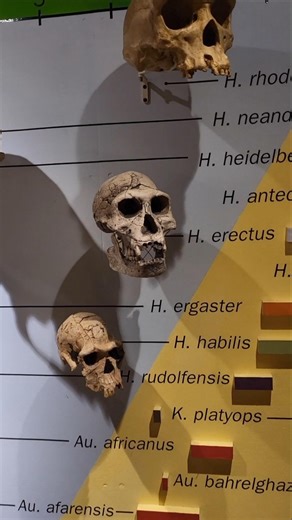 #evolution #humanevolution #skeleton #prehistory #history