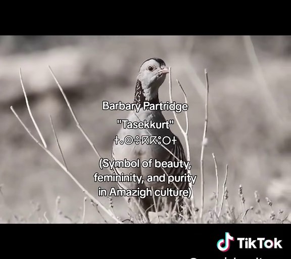 Barbary Partridge: A Symbol of North African Culture