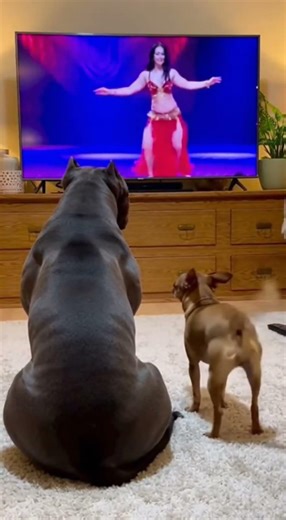 It's been a long time since I danced.​ #funny #shorts #dog