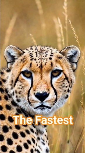 Fastest Animal on Earth: The Incredible Speed of the Cheetah! 🐆💨