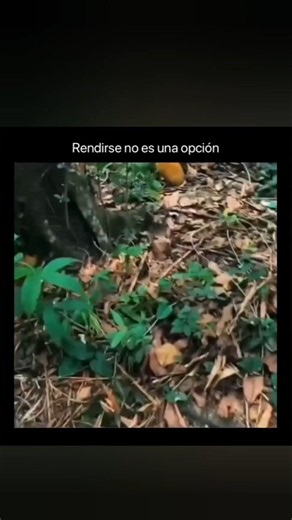Rendirse NO es una opción | Motivación diaria para seguir adelante incluso cuando todo parece perdid