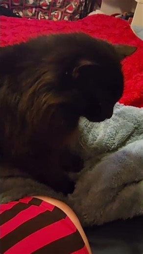 My cat is trouble 😆 🤣 #animals #animallovers #cat