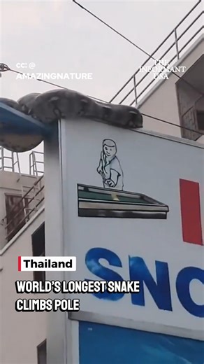 🐍🇹🇭 WORLD’S LONGEST SNAKE IN THE CITY 🔴 A reticulated python — the longest non-venomous snake on Earth — was filmed climbing a pole in urban Thailand. 🗣️ Wildlife experts say urban encounters are becoming more common. #WildlifeWatch #UrbanNature #BreakingDevelopments #TheInformantUSA 📷: @AMAZlNGNATURE | The Informant USA