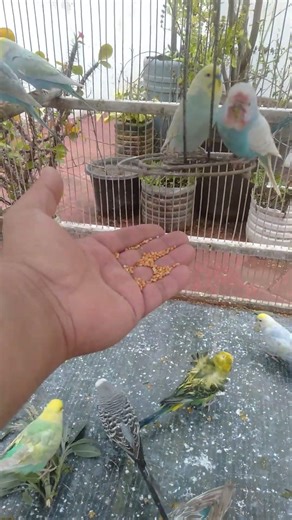 This Amazon bird toy is SO COOL#birds#parrot #birdslover #budgis #lovebirds #budgiegar #cute #health