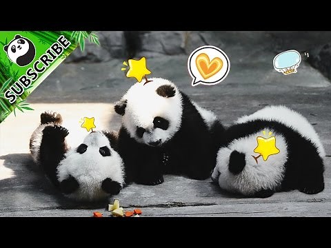 Most hilarious panda moments of the month