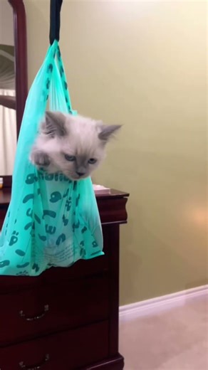 I am in a poopy bag!🙈💕 #memes