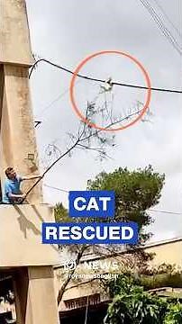Students at Aleppo University rescue cat trapped on overhead electrical cable