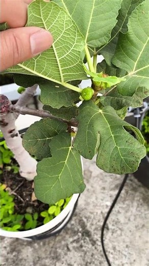 The Growth Journey of Fig Trees: The Joy of Planting | Episode 3129