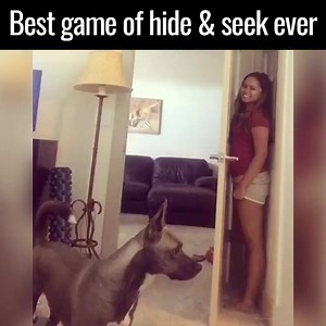2.4M views · 13K shares | Best game ever  | Dogs Life | Facebook